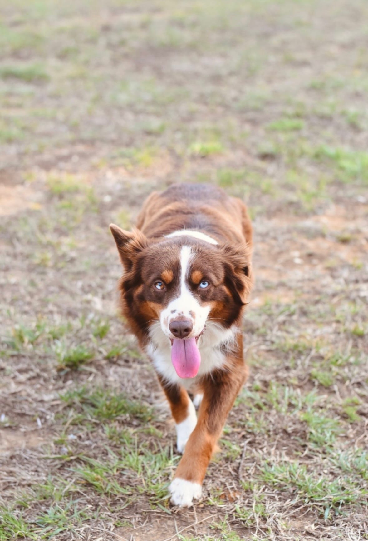 Cinch, a red tri Miniature Australian Shepherd, walking toward the camera