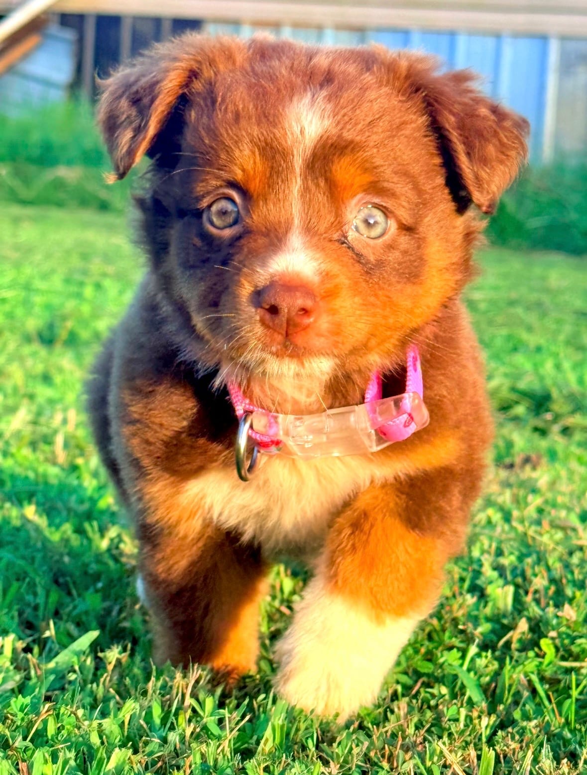 Rue, a red tri Miniature Australian Shepherd puppy, walking through the grass