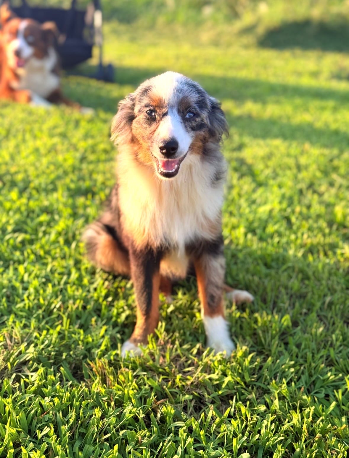 Rush, a blue merle Miniature Australian Shepherd, sitting in the grass