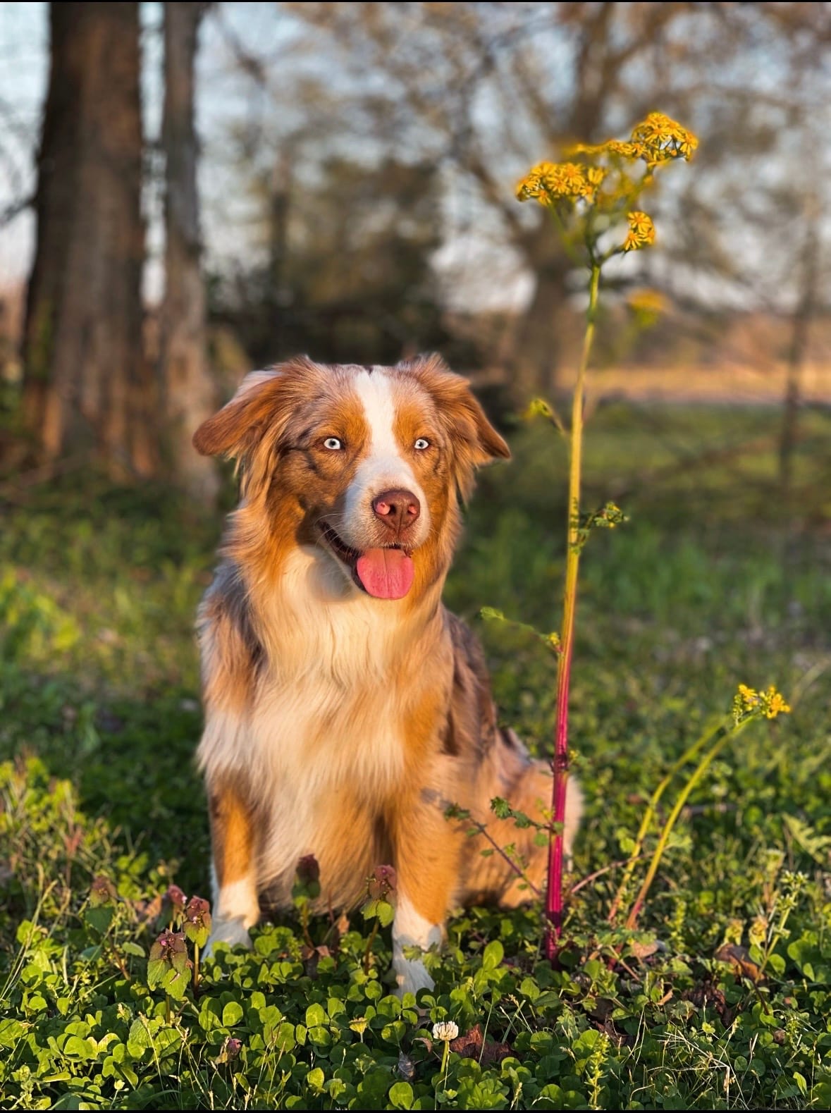 Spur, a red merle Miniature Australian Shepherd, sitting in a sunlit field