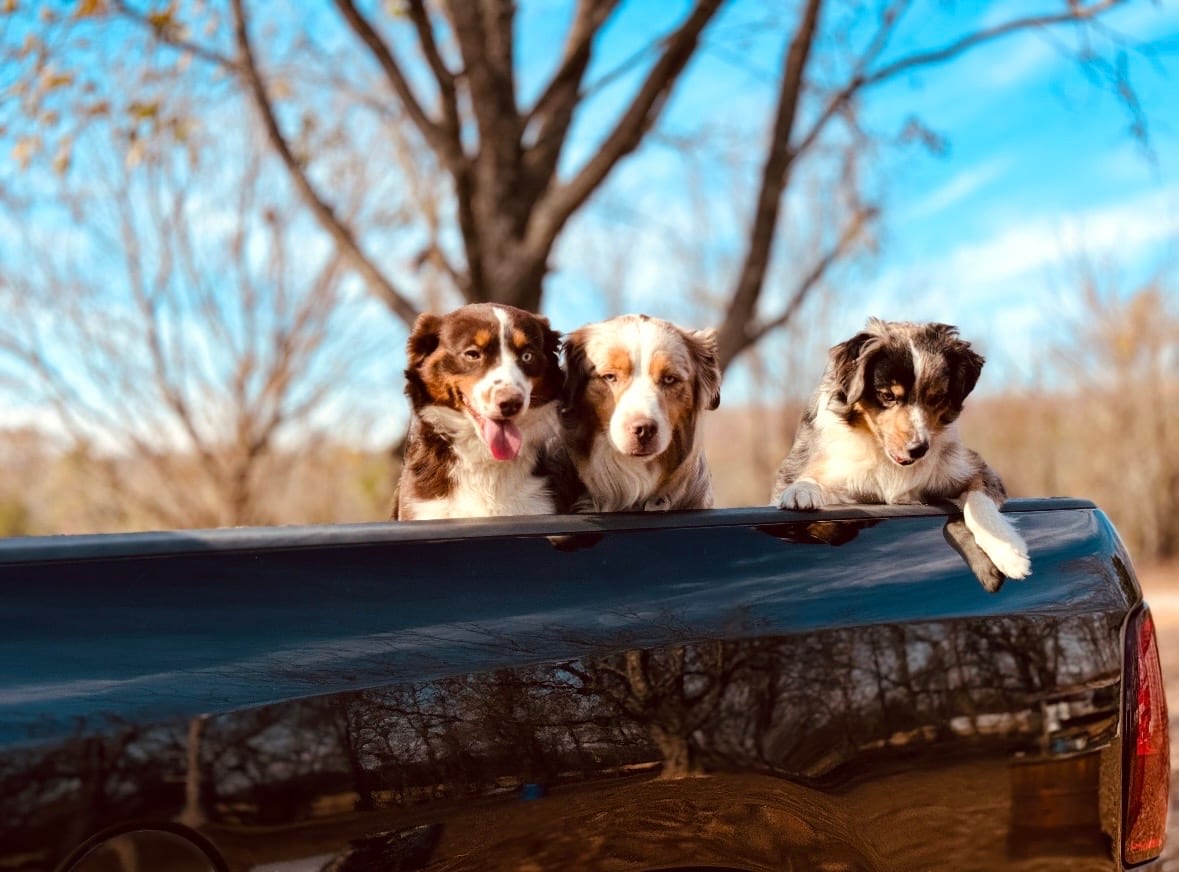 Three Broken Spur Miniature Australian Shepherds looking over a truck bed