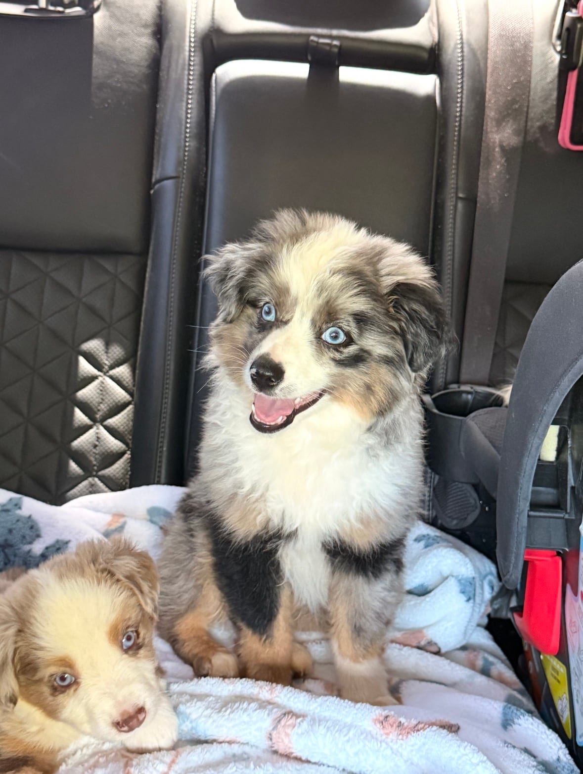 Rush as a blue merle puppy sitting in a vehicle
