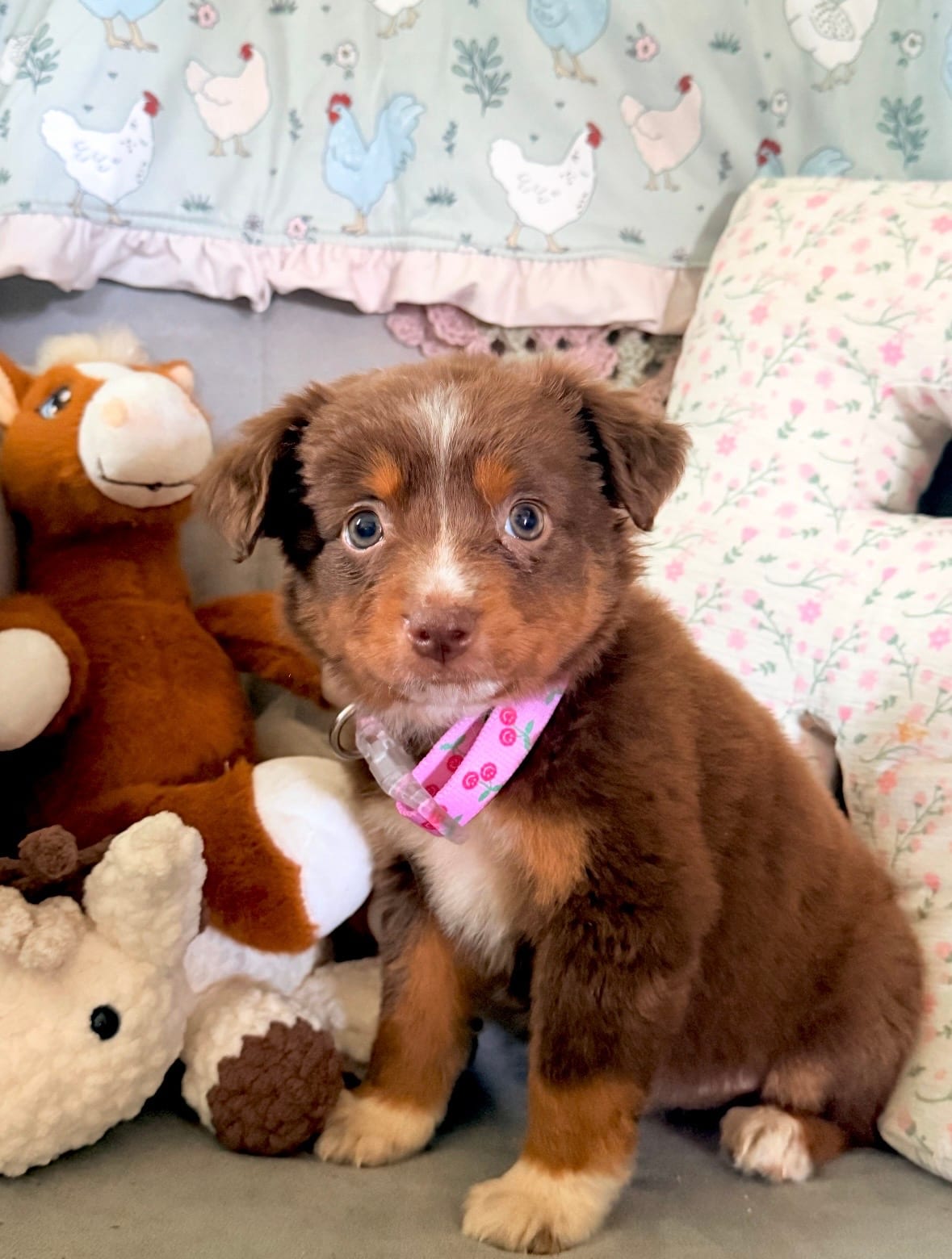 Rue as a red tri puppy sitting among her toys