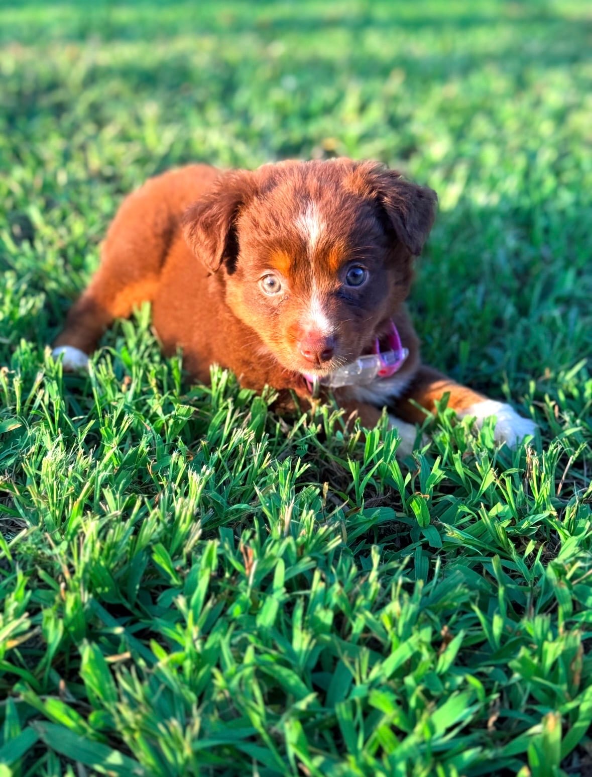 Rue as a tiny red tri puppy resting in the grass