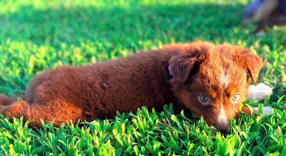 Rue, a red tri Miniature Australian Shepherd puppy, lying in the grass