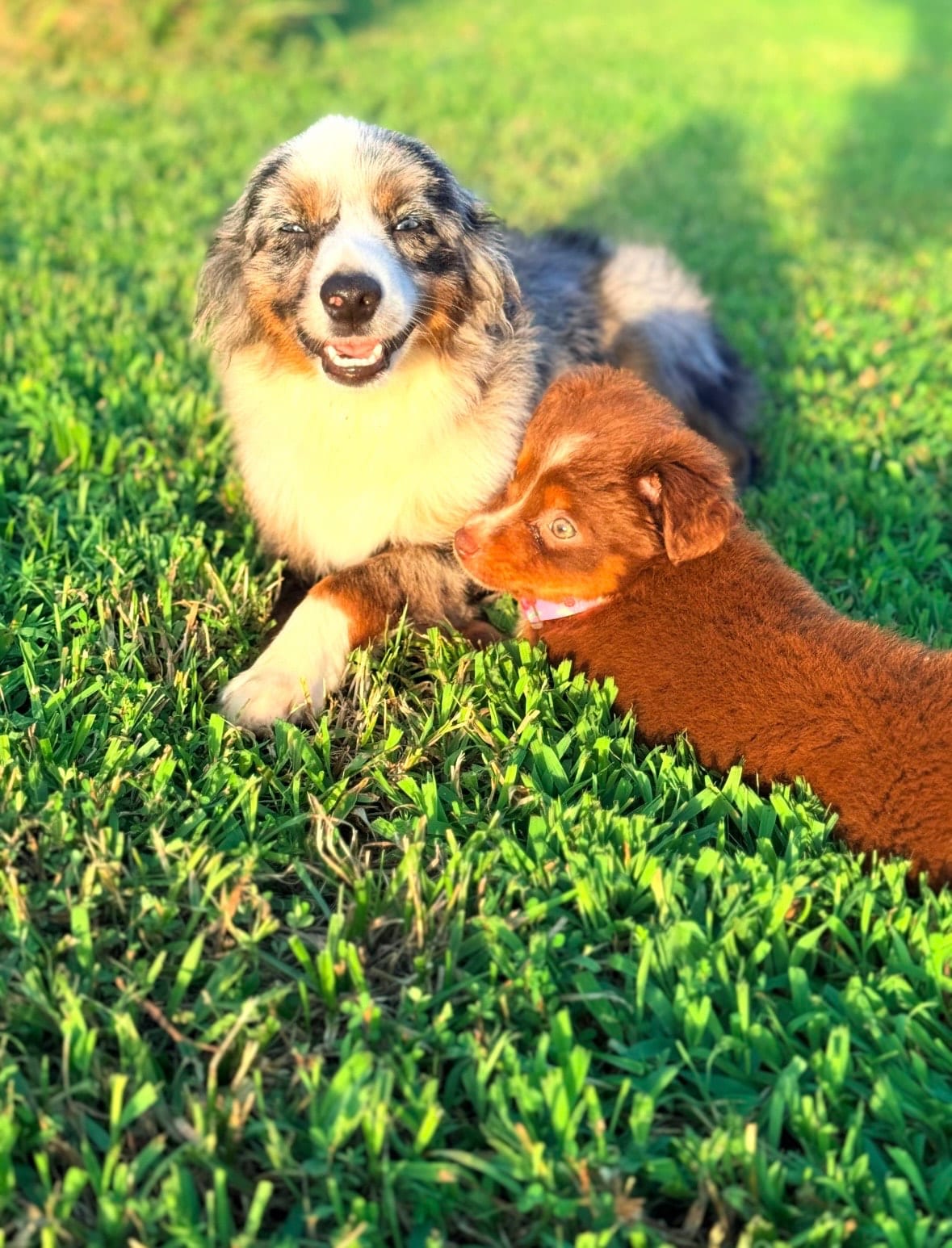 Rush relaxing in the grass beside Rue as a young puppy