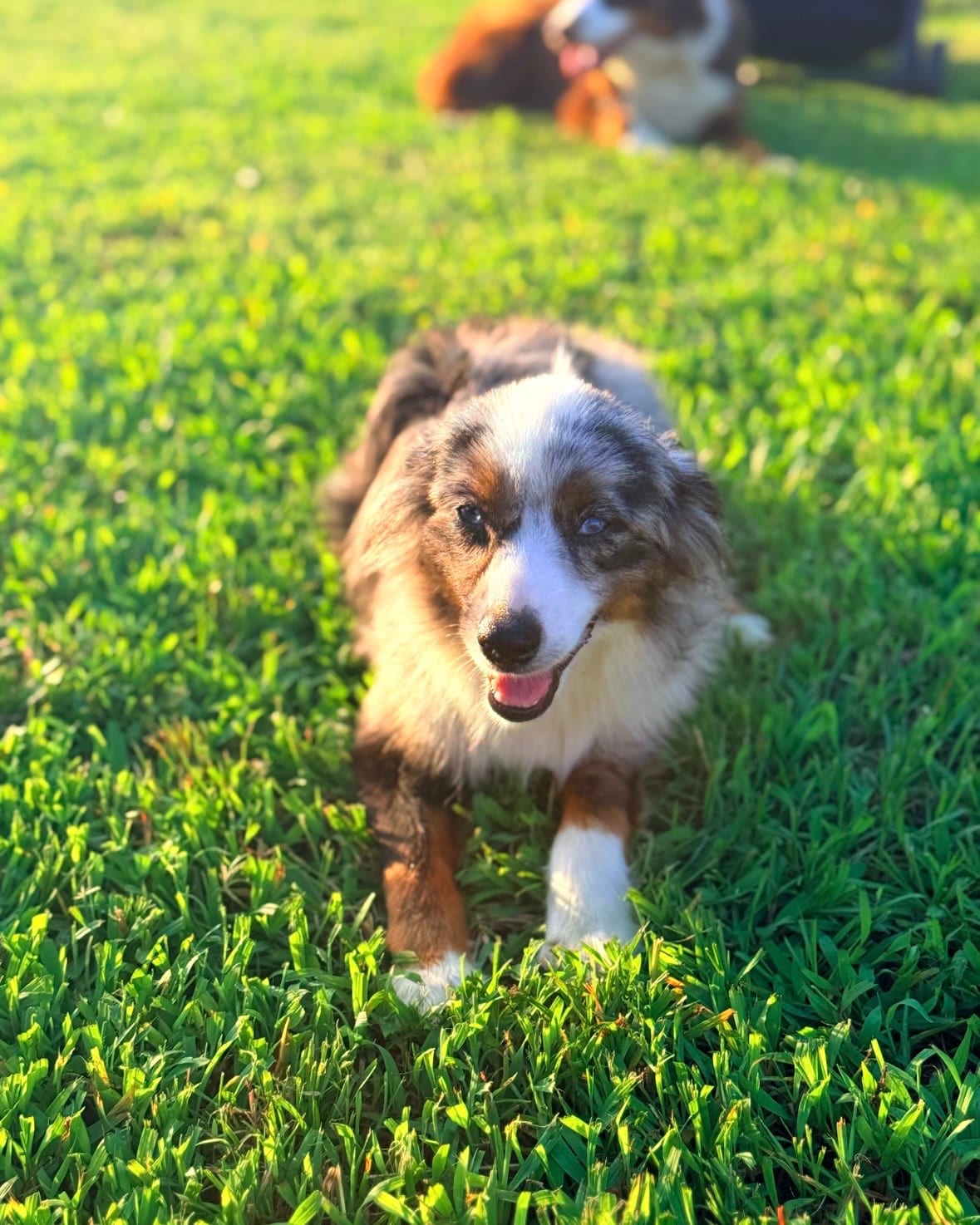 Rush walking toward the camera through bright green grass