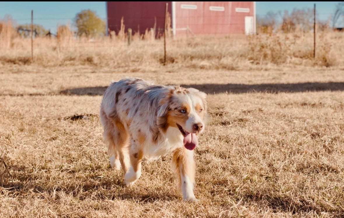 Spur walking through a field with a red barn behind him
