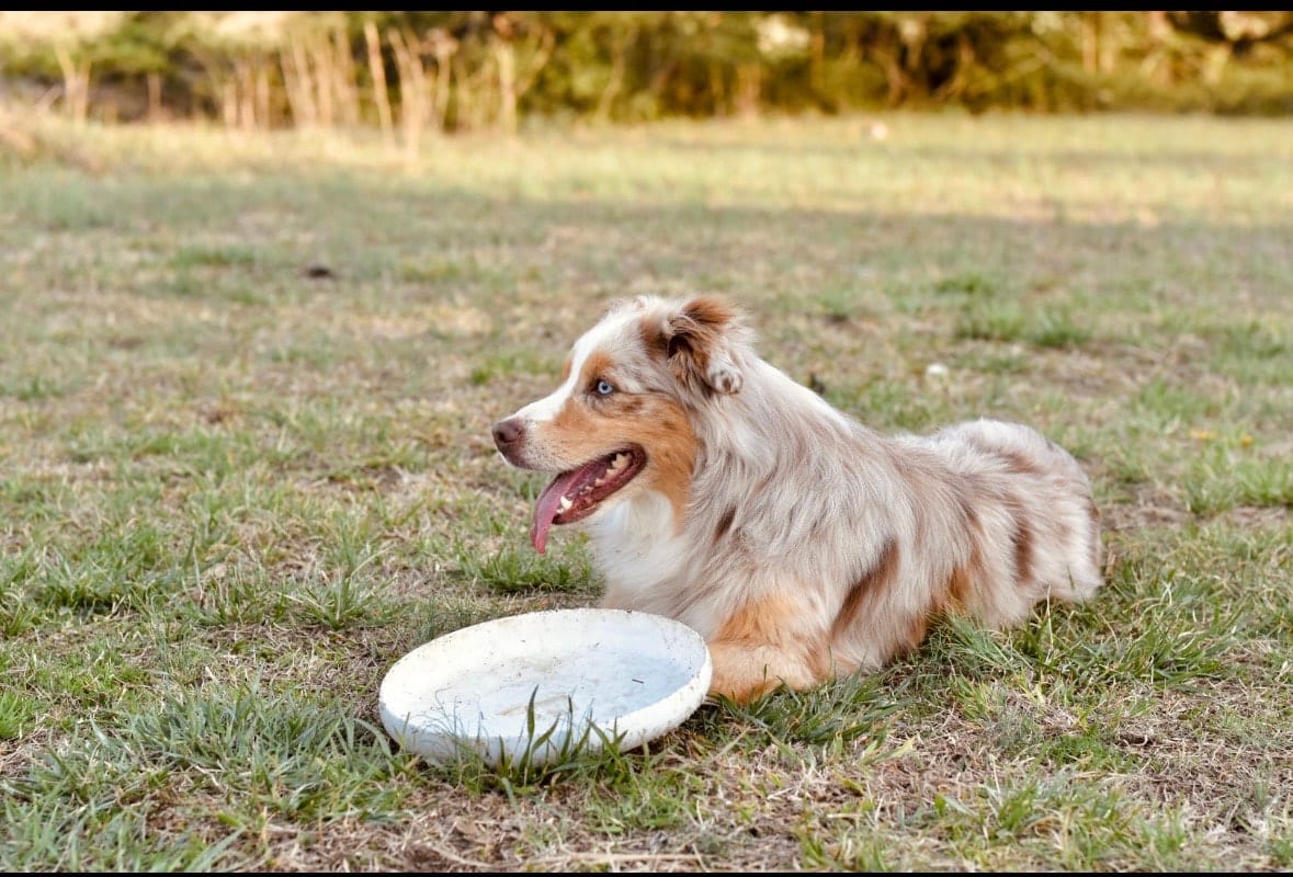Spur resting in the grass beside his frisbee
