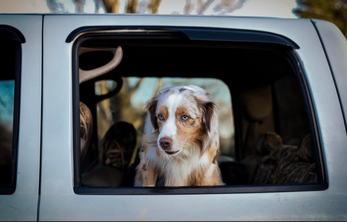 Spur looking out through the open window of a truck